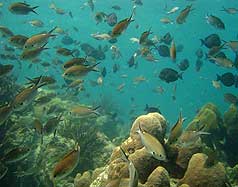 southern caribbean sailing charters dream cruise
